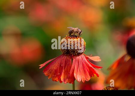Natürlicher Hintergrund im Sommergarten mit Blumen Stockfoto