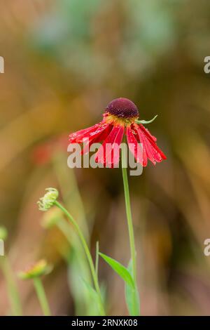 Natürlicher Hintergrund im Sommergarten mit Blumen Stockfoto