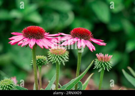 Natürlicher Hintergrund im Sommergarten mit Blumen Stockfoto