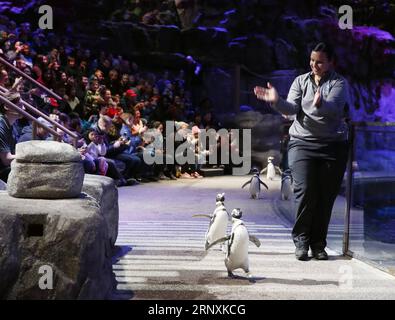 (180203) -- CHICAGO, 3. Februar 2018 -- Ein Stab spielt am 2. Februar 2018 mit Pinguinen im Shedd Aquarium in Chicago, USA. Das Aquarium beherbergt 32.000 Tiere und zieht jedes Jahr fast 2 Millionen Besucher an. ) (zcc) U.S.-CHICAGO-SHEDD AQUARIUM WangxPing PUBLICATIONxNOTxINxCHN Stockfoto