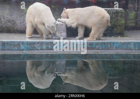 (180203) -- BUDAPEST, 3. Februar 2018 -- die Eisbären essen am 2. Februar 2018 im Budapester Zoo in Budapest, Ungarn. Der Zoo Budapest gab den Eisbären Obst- und Fischgerichte, die im Wasser gefroren waren, als eine Art Karnevalsfest. (Zxj) UNGARN-BUDAPEST-ZOO-EISBÄR AttilaxVolgyi PUBLICATIONxNOTxINxCHN Stockfoto