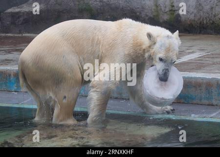 (180203) -- BUDAPEST, 3. Februar 2018 -- Ein Eisbär isst seine gefrorene Mahlzeit am 2. Februar 2018 im Budapester Zoo in Budapest, Ungarn. Der Zoo Budapest gab den Eisbären Obst- und Fischgerichte, die im Wasser gefroren waren, als eine Art Karnevalsfest. (Zxj) UNGARN-BUDAPEST-ZOO-EISBÄR AttilaxVolgyi PUBLICATIONxNOTxINxCHN Stockfoto