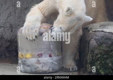 (180203) -- BUDAPEST, 3. Februar 2018 -- Ein Eisbär isst seine gefrorene Mahlzeit am 2. Februar 2018 im Budapester Zoo in Budapest, Ungarn. Der Zoo Budapest gab den Eisbären Obst- und Fischgerichte, die im Wasser gefroren waren, als eine Art Karnevalsfest. (Zxj) UNGARN-BUDAPEST-ZOO-EISBÄR AttilaxVolgyi PUBLICATIONxNOTxINxCHN Stockfoto