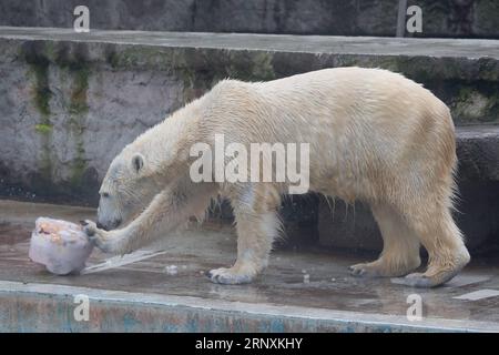 (180203) -- BUDAPEST, 3. Februar 2018 -- Ein Eisbär isst seine gefrorene Mahlzeit am 2. Februar 2018 im Budapester Zoo in Budapest, Ungarn. Der Zoo Budapest gab den Eisbären Obst- und Fischgerichte, die im Wasser gefroren waren, als eine Art Karnevalsfest. (Zxj) UNGARN-BUDAPEST-ZOO-EISBÄR AttilaxVolgyi PUBLICATIONxNOTxINxCHN Stockfoto