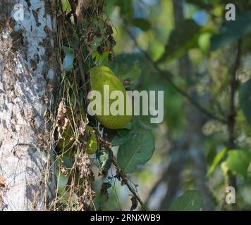 Bio-Jackfrucht oder Jack Obst hängen von Baum Kerala Stockfoto