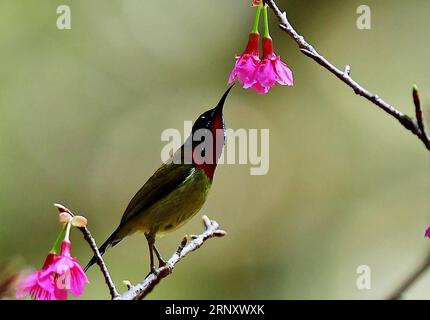 (180215) -- FUZHOU, 15. Februar 2018 -- Ein gabelschwanzsonnenvogel sammelt Honig auf einem Kirschbaum im Fuzhou National Forest Park in Fuzhou, Hauptstadt der südöstlichen chinesischen Provinz Fujian, 12. Februar 2018. ) (mp) CHINA-FUZHOU-CHEERY BLOSSOM-BIRDS (CN) MeixYongcun PUBLICATIONxNOTxINxCHN Stockfoto