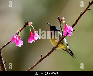 (180215) -- FUZHOU, 15. Februar 2018 -- Ein gabelschwanzsonnenvogel ruht auf einem Kirschbaum im Fuzhou National Forest Park in Fuzhou, Hauptstadt der südöstlichen chinesischen Provinz Fujian, 14. Februar 2018. ) (mp) CHINA-FUZHOU-CHEERY BLOSSOM-BIRDS (CN) MeixYongcun PUBLICATIONxNOTxINxCHN Stockfoto