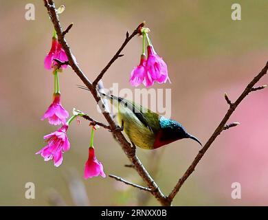 (180215) -- FUZHOU, 15. Februar 2018 -- Ein gabelschwanzsonnenvogel ruht auf einem Kirschbaum im Fuzhou National Forest Park in Fuzhou, Hauptstadt der südöstlichen chinesischen Provinz Fujian, 14. Februar 2018. ) (mp) CHINA-FUZHOU-CHEERY BLOSSOM-BIRDS (CN) MeixYongcun PUBLICATIONxNOTxINxCHN Stockfoto