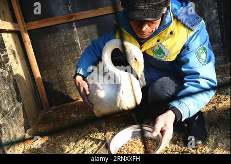 (180216) -- JINAN, 16. Februar 2018 -- Yuan Xueshun ernährt einen verwundeten Schwan zu Hause in Chengshan Stadt Rongcheng, Ostchinesische Provinz Shandong, 14. Februar 2018. Yuan Xueshun, auch Schwanenwächter genannt, widmet sich seit über 40 Jahren dem Schutz von Schwänen. Er hat mehr als 1.000 kranke oder verwundete Schwäne gerettet und konnte seit 1975 verhindern, dass mehr als 1.000 mu (66,67 Hektar) Feuchtgebiet zerstört werden. Dank der Bemühungen von Menschen wie Yuan hat sich der Schwanensee in Rongcheng zu einem idealen Lebensraum für Schwäne im Winter entwickelt. ) (mp) CHINA-SHANDONG-SCHWANENSCHUTZ (CN) FengxJi Stockfoto