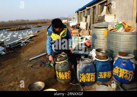 (180216) -- JINAN, 16. Februar 2018 -- Yuan Xueshun bereitet Nahrung für Schwäne in der Stadt Chengshan der Stadt Rongcheng in der ostchinesischen Provinz Shandong, 14. Februar 2018. Yuan Xueshun, auch Schwanenwächter genannt, widmet sich seit über 40 Jahren dem Schutz von Schwänen. Er hat mehr als 1.000 kranke oder verwundete Schwäne gerettet und konnte seit 1975 verhindern, dass mehr als 1.000 mu (66,67 Hektar) Feuchtgebiet zerstört werden. Dank der Bemühungen von Menschen wie Yuan hat sich der Schwanensee in Rongcheng zu einem idealen Lebensraum für Schwäne im Winter entwickelt. ) (MP) CHINA-SHANDONG-SWAN-PROTECTION (CN) FENGXJIE PUB Stockfoto