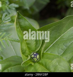 Bud of Zinnia elegans „Jazz“ Stockfoto