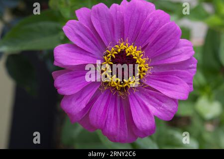 Zinnia elegans „Jazz“ Stockfoto