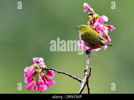 (180228) -- FUZHOU, 28. Februar 2018 -- Ein weißes Auge sammelt Honig auf einem Kirschbaum in Wushan Scenic Spot in Fuzhou, Hauptstadt der südöstlichen chinesischen Provinz Fujian, 27. Februar 2018. ) (Yxb) CHINA-FUJIAN-CHEERY BLOSSOM-BIRDS (CN) MeixYongcun PUBLICATIONxNOTxINxCHN Stockfoto