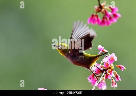 (180228) -- FUZHOU, 28. Februar 2018 -- Ein weißes Auge sammelt Honig auf einem Kirschbaum in Wushan Scenic Spot in Fuzhou, Hauptstadt der südöstlichen chinesischen Provinz Fujian, 27. Februar 2018. ) (Yxb) CHINA-FUJIAN-CHEERY BLOSSOM-BIRDS (CN) MeixYongcun PUBLICATIONxNOTxINxCHN Stockfoto