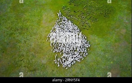 (180228) -- PEKING, 28. Februar 2018 -- Foto aufgenommen am 17. Juli 2017 zeigt eine Schafherde auf einem Grasland in Xin Barag Youqi, Nordchinas Autonome Region Innere Mongolei. Die jährlichen politischen Sitzungen des Nationalen Volkskongresses (NPC) und des Nationalen Komitees der Politischen Konsultativkonferenz des chinesischen Volkes (CPPCC) sollen im März 2018 stattfinden. In den beiden Sitzungen werden die Entwicklungsagenden überprüft und diskutiert und Schlüsselpolitiken verabschiedet. Das Jahr 2018 ist das erste Jahr der vollständigen Umsetzung des Geistes des 19. Nationalkongresses der Kommunis Stockfoto