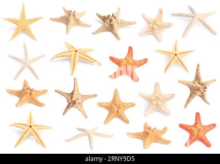 Mit Meeressternen isoliert auf weiß Stockfoto