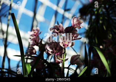 (180312) -- NEW YORK, 12. März 2018 -- Foto aufgenommen am 11. März 2018, zeigt einen Blick auf die Orchid Show 2018 im New York Botanical Garden in New York, USA. Die Orchideenschau zeigte Tausende Orchideen im Wintergarten. ) (Zjy) U.S.-NEW YORK-ORCHID SHOW LixMuzi PUBLICATIONxNOTxINxCHN Stockfoto