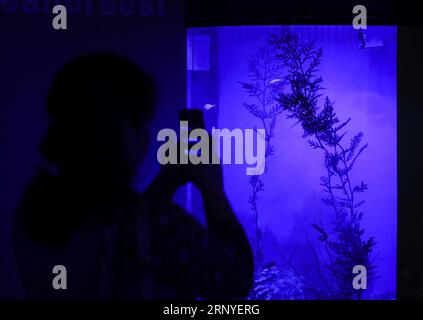 (180315) -- NEW YORK, 15. März 2018 -- Ein Besucher fotografiert lebende Seenadler und Seepferdchen, die auf der Ausstellung Unseen Oceans im American Museum of Natural History in New York, USA, am 14. März 2018 ausgestellt sind. Die Ausstellung zeigt die neuesten Fortschritte in der Ozeanerkundung, die Forscher und Technologien hinter ihnen und die Geheimnisse, die es noch gibt. Besucher können sich mit Wissenschaftlern auf ihre High-Tech-, Abenteuer- und wirkungsvolle Feldarbeit begeben, um wunderschöne, vielfältige und wichtige Lebewesen zu sehen und zu entdecken, die in bisher unsichtbaren Meeresschichten leben. ) (DJJ) US-NEW YORK-UNSEE Stockfoto