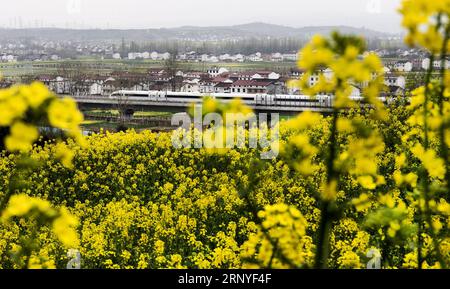 (180316) -- YANGXIAN, 16. März 2018 -- Ein Hochgeschwindigkeitszug fährt an Rapsblumenfeldern vorbei, während er auf der Xi an-Chengdu-Hochgeschwindigkeitsstrecke im Yangxian County, nordwestchinesische Provinz Shaanxi, 16. März 2018, verkehrt. ) (wyo) CHINA-SHAANXI-RAILWAY-SCENERY (CN) TaoxMing PUBLICATIONxNOTxINxCHN Stockfoto