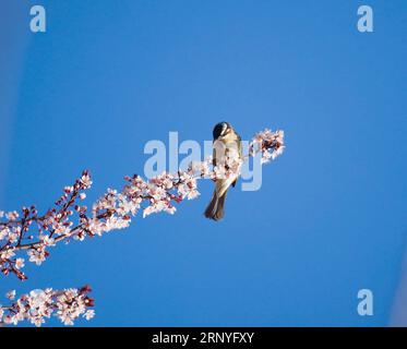 (180318) -- PEKING, 18. März 2018 -- Ein Vogel ruht auf einem Kirschbaum im Donghu Park im Duchang County, ostchinesische Provinz Jiangxi, 11. März 2018. ) XINHUA PHOTO WEEKLY CHOICES (CN) FuxJianbin PUBLICATIONxNOTxINxCHN Stockfoto