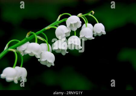 Weiße Lilien auf dunklem Hintergrund Stockfoto