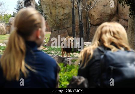 (180326) -- VALENCIA, 26. März 2018 -- Besucher beobachten afrikanische Löwen im bioparc Zoo in Valencia, Spanien, 25. März 2018. )(jmmn) SPAIN-VALENCIA-BIOPARC ZOO GuoxQiuda PUBLICATIONxNOTxINxCHN Stockfoto