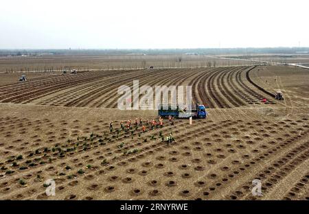 (180401) -- XIONGAN NEW AREA, 1. April 2018 -- auf diesem Luftbild, das am 21. März 2018 aufgenommen wurde, Pflanzen Arbeiter Bäume auf einer Waldfläche in Xiongan New Area, nordchinesische Provinz Hebei. Xiongan New Area, gegründet am 1. April 2017, ist eine neue Wirtschaftszone etwa 100 Kilometer südwestlich von Peking. Es ist das dritte neue Gebiet von nationaler Bedeutung nach der Shenzhen Special Economic Zone und dem Shanghai Pudong New Area. China will es als eine kohlenstoffarme, intelligente, lebenswerte und global einflussreiche Stadt errichten, in der Menschen und Natur in Harmonie leben. ) (LMM) CHINA-XIONGAN NEUES JUBILÄUM Stockfoto