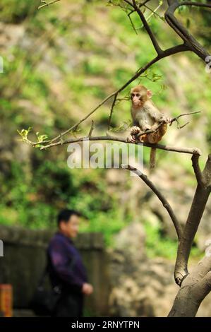 (180403) -- GUIYANG, 3. April 2018 -- Foto vom 3. April 2018 zeigt einen Makaken im Qianlingshan Park in Guiyang, der Hauptstadt der südwestchinesischen Provinz Guizhou. ) (dhf) CHINA-GUIZHOU-MACAQUE (CN) YangxWenbin PUBLICATIONxNOTxINxCHN Stockfoto