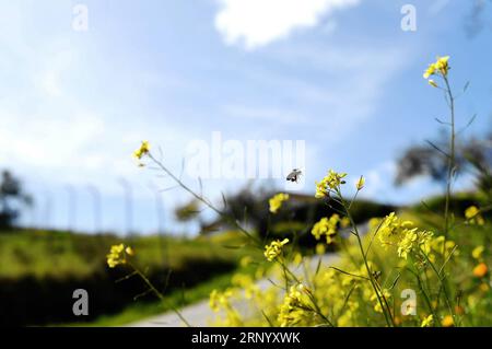 (180408) -- CAZALLA DE LA SIERRA, 8. April 2018 -- Eine Biene fliegt zwischen Blumen in Cazalla de la Sierra, Spanien, am 31. März 2018. ) (Djj) SPANIEN-CAZALLA DE LA SIERRA-SPRING GuoxQiuda PUBLICATIONxNOTxINxCHN Stockfoto