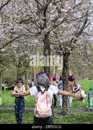 (180415) -- BERLIN, 15. April 2018 -- Ein Besucher steht während des Kirschblütenfestes im Garten der Welt im Osten Berlins am 15. April 2018 als Kirschblütenblätter fallen. Rund 25.000 Besucher werden am 12. Kirschblütenfest teilnehmen. ) DEUTSCHLAND-BERLIN-KIRSCHBLÜTENFEST ShanxYuqi PUBLICATIONxNOTxINxCHN Stockfoto