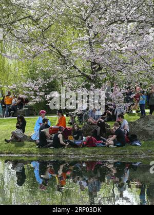 (180415) -- BERLIN, 15. April 2018 -- Besucher sitzen während des Kirschblütenfestes im Garten der Welt im Osten Berlins am 15. April 2018 unter Kirschblüten. Rund 25.000 Besucher werden am 12. Kirschblütenfest teilnehmen. ) DEUTSCHLAND-BERLIN-KIRSCHBLÜTENFEST ShanxYuqi PUBLICATIONxNOTxINxCHN Stockfoto