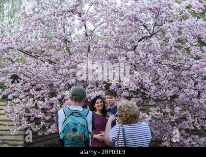 (180415) -- BERLIN, 15. April 2018 -- Besucher posieren für Fotos mit Kirschblüten während des Kirschblütenfestivals im Garten der Welt im Osten Berlins am 15. April 2018. Rund 25.000 Besucher werden am 12. Kirschblütenfest teilnehmen. ) DEUTSCHLAND-BERLIN-KIRSCHBLÜTENFEST ShanxYuqi PUBLICATIONxNOTxINxCHN Stockfoto