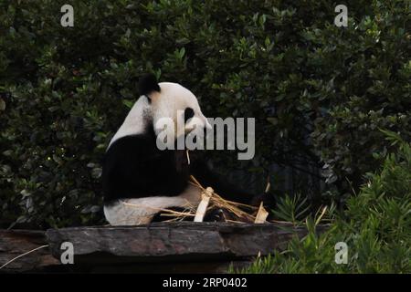 (180417) -- CANBERRA, 17. April 2018 -- Wangwang, der männliche Panda, hat am 13. April 2018 sein Bambusfrühstück im Adelaide Zoo, South Australia. Wangwang und Funi sind die Pandas aus China, die seit 2009 im Adelaide Zoo leben. )(gj) AUSTRALIA-CANBERRA-RIESEN-PANDAS XuxHaijing PUBLICATIONxNOTxINxCHN Stockfoto