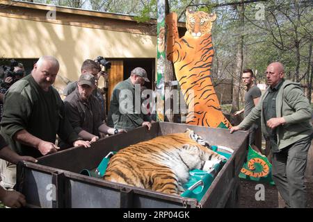 Bilder des Tages (180418) -- SZEGED, 18. April 2018 -- der 13-jährige sibirische Tiger Igor wird am 18. April 2018 vor der Behandlung seines Hüftgelenks mit einem Stammzellverfahren in Szeged, Südungarn, gesehen. Igor wurde mit einem neuen Lipogems-Verfahren behandelt, das bereits erfolgreich zur Behandlung von menschlichen Gelenken in Ungarn eingesetzt wurde. Der Prozess heilt die verletzten Gelenke mit einem Gewebe aus dem patienteneigenen Fettgewebe, das regenerative Stammzellen enthält. Igor ist der weltweit erste sibirische Tiger, der mit dem Lipogems-Selbstzellverfahren behandelt wird. ) (ZJL) UNGARN-SZEGED-TIGER-STAMMZELLE Stockfoto