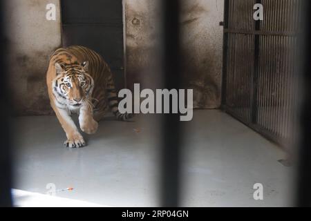 (180418) -- SZEGED, 18. April 2018 -- der 13-jährige sibirische Tiger Igor reagiert auf Anästhetika vor der Behandlung seines Hüftgelenks mit einem Stammzellverfahren in Szeged, Südungarn, am 18. April 2018. Igor wurde mit einem neuen Lipogems-Verfahren behandelt, das bereits erfolgreich zur Behandlung von menschlichen Gelenken in Ungarn eingesetzt wurde. Der Prozess heilt die verletzten Gelenke mit einem Gewebe aus dem patienteneigenen Fettgewebe, das regenerative Stammzellen enthält. Igor ist der weltweit erste sibirische Tiger, der mit dem Lipogems-Selbstzellverfahren behandelt wird. ) (ZJL) UNGARN-SZEGED-TIGER-STAMMZELLE S Stockfoto