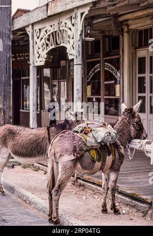 Burros hitchten vor einem Salon   Tombstone, Arizona, USA Stockfoto