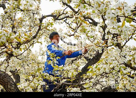 180419) - CHANGLI, April 19, 2018 (Xinhua) -- ein Mann fhrt knstliche  Bestubung fr einen Birnbaum an eine Birne Garten in Zhengmingshan Dorf  Liangshan County im changli County, im Norden der chinesischen
