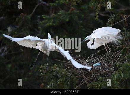 (180420) -- NANCHANG, 20. April 2018 -- Reiher rasten im Xiangshan Forest Park in der Stadt Nanchang, ostchinesische Provinz Jiangxi, 19. April 2018. Hunderttausende Reiher haben sich im Park niedergelassen, um ihre Brutsaison zu verbringen. ) (Ry) CHINA-JIANGXI-NANCHANG-EGRETS (CN) WanxXiang PUBLICATIONxNOTxINxCHN Stockfoto