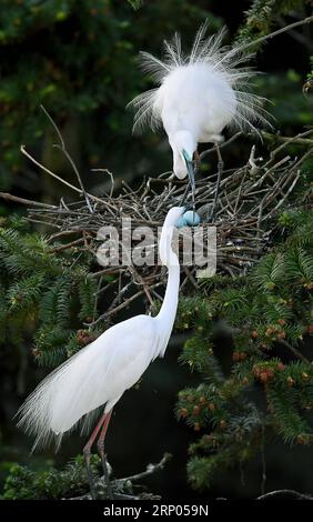 (180420) -- NANCHANG, 20. April 2018 -- Reiher verstärken Nest im Xiangshan Forest Park in der Stadt Nanchang, ostchinesische Provinz Jiangxi, 19. April 2018. Hunderttausende Reiher haben sich im Park niedergelassen, um ihre Brutsaison zu verbringen. ) (Ry) CHINA-JIANGXI-NANCHANG-EGRETS (CN) WanxXiang PUBLICATIONxNOTxINxCHN Stockfoto