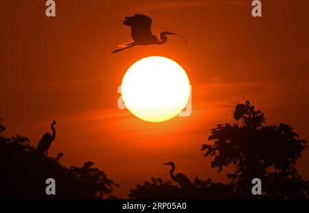 (180420) -- NANCHANG, 20. April 2018 -- Reiher werden im Xiangshan Forest Park in der Stadt Nanchang in der ostchinesischen Provinz Jiangxi am 19. April 2018 gesehen. Hunderttausende Reiher haben sich im Park niedergelassen, um ihre Brutsaison zu verbringen. ) (Ry) CHINA-JIANGXI-NANCHANG-EGRETS (CN) WanxXiang PUBLICATIONxNOTxINxCHN Stockfoto