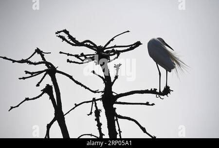 (180420) -- NANCHANG, 20. April 2018 -- ein Reiher liegt im Xiangshan Forest Park in der Stadt Nanchang, Ostchinesische Provinz Jiangxi, 19. April 2018. Hunderttausende Reiher haben sich im Park niedergelassen, um ihre Brutsaison zu verbringen. ) (Ry) CHINA-JIANGXI-NANCHANG-EGRETS (CN) WanxXiang PUBLICATIONxNOTxINxCHN Stockfoto