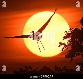 (180420) -- NANCHANG, 20. April 2018 -- ein Reiher fliegt über den Xiangshan Forest Park in der Stadt Nanchang in der ostchinesischen Provinz Jiangxi, 19. April 2018. Hunderttausende Reiher haben sich im Park niedergelassen, um ihre Brutsaison zu verbringen. ) (Ry) CHINA-JIANGXI-NANCHANG-EGRETS (CN) WanxXiang PUBLICATIONxNOTxINxCHN Stockfoto