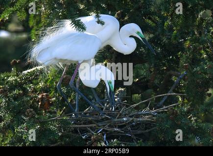 (180420) -- NANCHANG, 20. April 2018 -- Reiher verstärken Nest im Xiangshan Forest Park in der Stadt Nanchang, ostchinesische Provinz Jiangxi, 19. April 2018. Hunderttausende Reiher haben sich im Park niedergelassen, um ihre Brutsaison zu verbringen. ) (Ry) CHINA-JIANGXI-NANCHANG-EGRETS (CN) WanxXiang PUBLICATIONxNOTxINxCHN Stockfoto