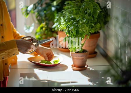 Frau Hände schneiden grünes Basilikum wachsen zu Hause Garten Seitenansicht. Tägliche Anwendung mit frischen Kräutern. Stockfoto