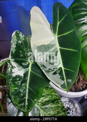 Atemberaubendes weiß-grünes Marmorblatt von Alocasia Frydek variegated, einer seltenen tropischen Pflanze Stockfoto