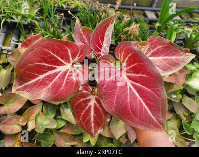 Wunderschöne rote und weiße Adern von Caladium Fallen City Stockfoto