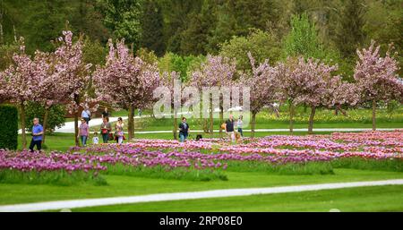 (180425) -- KAMNIK (SLOWENIEN), 25. April 2018 -- Besucher spazieren am 25. April 2018 durch Tulpen im Volcji Potok Arboretum bei Kamnik, Slowenien. Mehr als zwei Millionen Tulpen in Volcji Potok Arboretum und andere Frühlingszwiebeln, die Ende April blühen, kündigen die Ankunft des Frühlings an. ) SLOVENIA-KAMNIK-TULIPS MaticxStojs PUBLICATIONxNOTxINxCHN Stockfoto