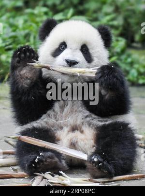 (180426) -- CHENGDU, 26. April 2018 -- Ein riesiges Pandabad isst Bambussprossen in Ya an Bifengxia Base of China Conservation and Research Center for Giant Pandas (CCRCGP) in der südwestlichen chinesischen Provinz Sichuan, 10. Juni 2014. Am 12. Mai 2008 beschädigte ein katastrophales Erdbeben das Wolong-Panda-Reservat in Sichuan. Nach zehn Jahren Arbeit wurden die drei Basen Wolong, Dujiangyan und Ya an unter der CCRCGP restauriert und in Betrieb genommen. ) (wyo) CHINA-SICHUAN-PANDA CENTER-CONSERVATION-RESTAURATION (CN) XuexYubin PUBLICATIONxNOTxINxCHN Stockfoto