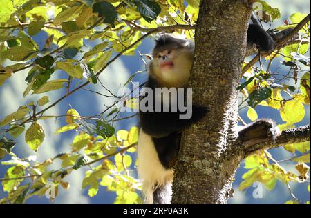 (180429) -- KUNMING, 29. April 2018 -- Aktenfoto, aufgenommen am 3. November 2017, zeigt einen schwarzen Nippennasenaffen, auch bekannt als Yunnan-Goldener Affe, der einen Baum im Yunnan-Goldenen Affen-Nationalpark in der tibetischen Autonomen Präfektur Deqen, Provinz Yunnan, besteigt. Um den Yangtze-Fluss sauber und schön zu halten, wurden in den letzten Jahren Anstrengungen unternommen, um die ökologische Umwelt in den Oberläufen des Yangtze-Flusses in der Provinz Yunnan wiederherzustellen. )(wsw) CHINA-YUNNAN-ÖKOLOGISCHE UMWELTRESTAURIERUNG (CN) LinxYiguang PUBLICATIONxNOTxINxCHN Stockfoto