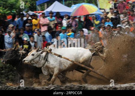 (180506) -- WEST SUMATERA, 6. Mai 2018 -- Ein Jockey spornt Kühe während des traditionellen PACU Jawi Kuhrennens in Tanah DATAR in West Sumatera, Indonesien, am 5. Mai 2018 an. Das PACU Jawi (traditionelle Kuhrasse) findet jährlich auf matschigen Reisfeldern statt, um das Ende der Erntesaison zu feiern. ) (Zxj) INDONESIEN-WEST SUMATERA-PACU JAWI-TRADITIONELLE KUHRASSE ArdhyxFernando PUBLICATIONxNOTxINxCHN Stockfoto